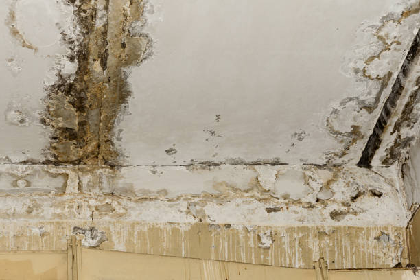 Best Water damage restoration mold remediation  in Waconia, MN