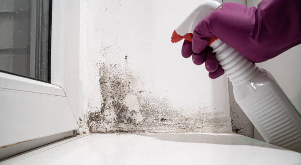 Best Water damage restoration near me  in Waconia, MN